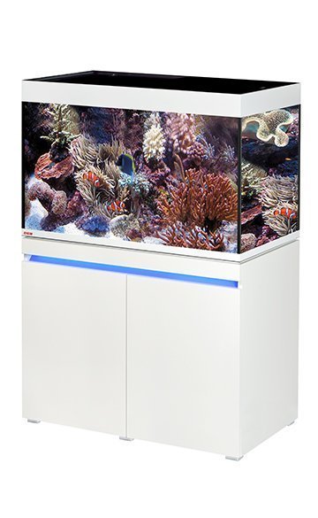 Acuarios agua salada