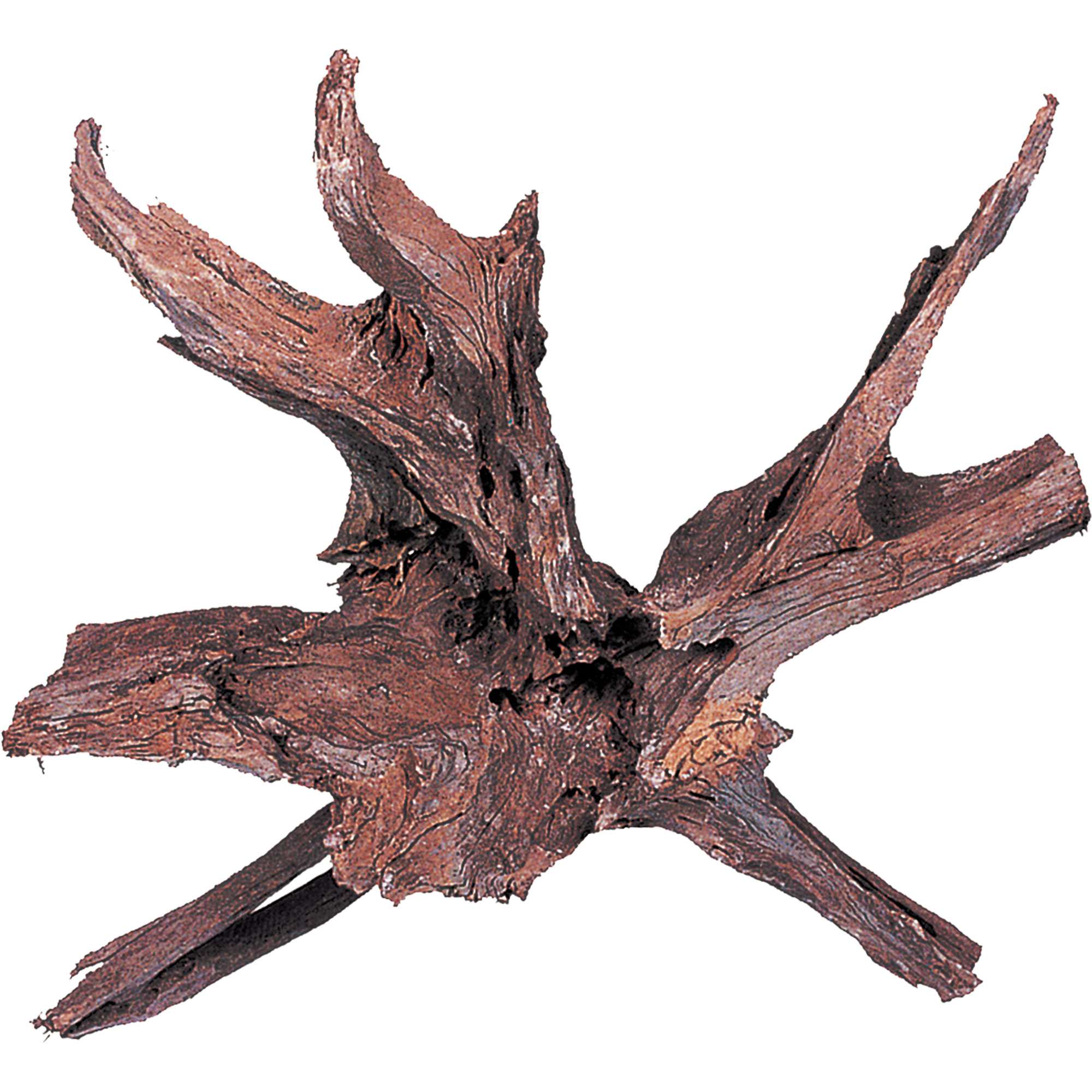 Tronco natural Red Moor (Precio €/Kg)