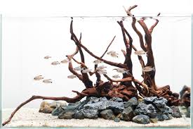 Rocas y troncos