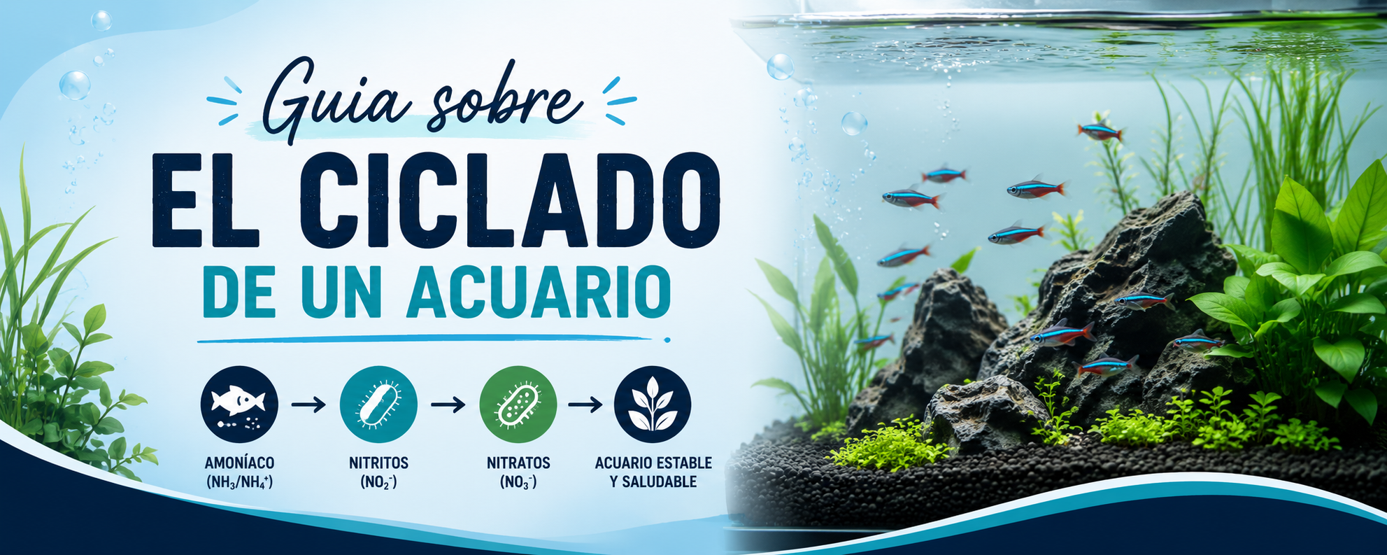 Guia sobre el ciclado de un acuario
